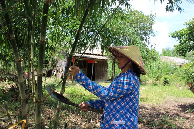 Thu lãi trăm triệu đồng nhờ trồng loại cây bán không bỏ thứ gì - 3 Thu lãi trăm triệu đồng nhờ trồng loại cây bán không bỏ thứ gì - 3