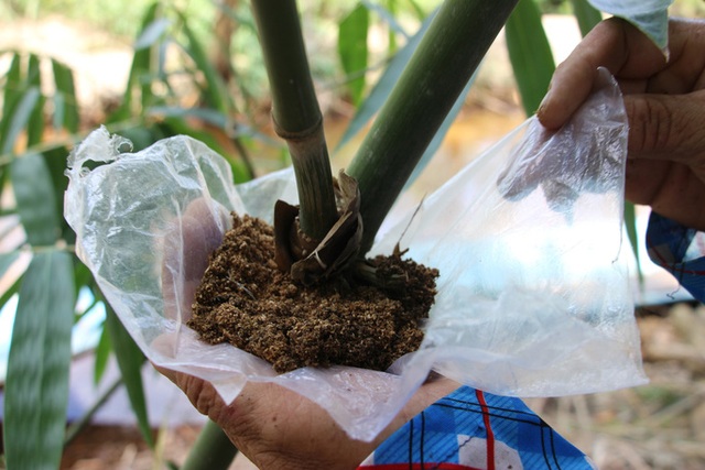 Thu lãi trăm triệu đồng nhờ trồng loại cây bán không bỏ thứ gì - 8 Thu lãi trăm triệu đồng nhờ trồng loại cây bán không bỏ thứ gì - 8