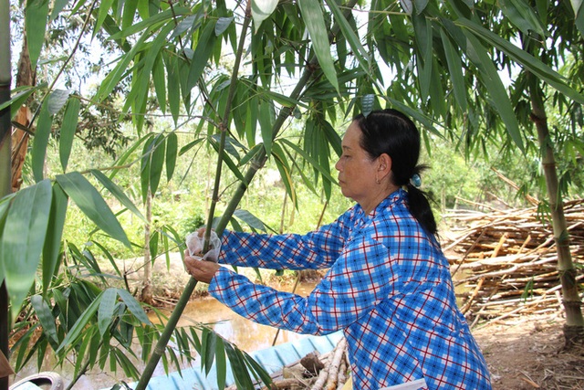 Thu lãi trăm triệu đồng nhờ trồng loại cây bán không bỏ thứ gì - 9 Thu lãi trăm triệu đồng nhờ trồng loại cây bán không bỏ thứ gì - 9