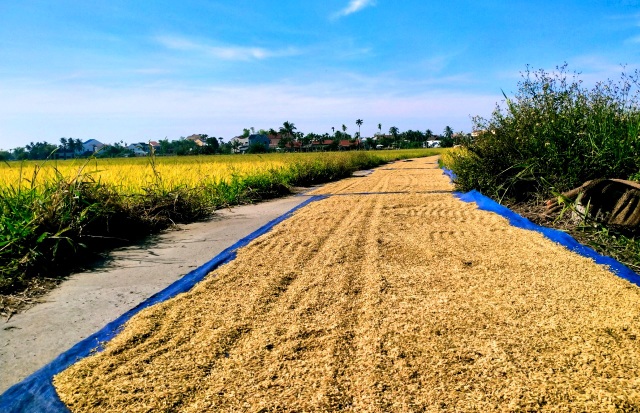 Cánh đồng lúa Hội An đã chín vàng nhưng vắng bóng du khách - 10 Cánh đồng lúa Hội An đã chín vàng nhưng vắng bóng du khách - 10