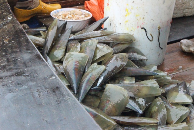 Mùa sò mai, chỉ đánh bắt gần ngư dân cũng kiếm tiền triệu mỗi ngày - 5 Mùa sò mai, chỉ đánh bắt gần ngư dân cũng kiếm tiền triệu mỗi ngày - 5