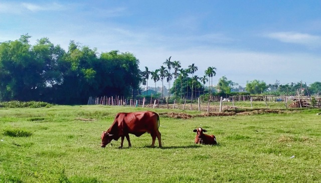 Cánh đồng lúa Hội An đã chín vàng nhưng vắng bóng du khách - 5 Cánh đồng lúa Hội An đã chín vàng nhưng vắng bóng du khách - 5