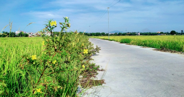 Cánh đồng lúa Hội An đã chín vàng nhưng vắng bóng du khách - 6 Cánh đồng lúa Hội An đã chín vàng nhưng vắng bóng du khách - 6