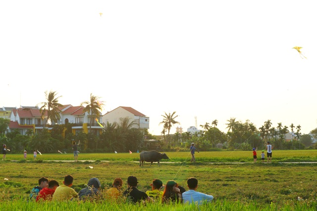 Cánh đồng lúa Hội An đã chín vàng nhưng vắng bóng du khách - 7 Cánh đồng lúa Hội An đã chín vàng nhưng vắng bóng du khách - 7