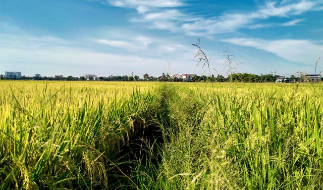 Cánh đồng lúa Hội An đã chín vàng nhưng vắng bóng du khách - 9 Cánh đồng lúa Hội An đã chín vàng nhưng vắng bóng du khách - 9
