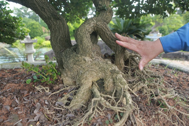 Dàn sơ ri bonsai cổ thụ, trĩu quả giá tiền tỷ của “tướng cướp hoàn lương” - 2
