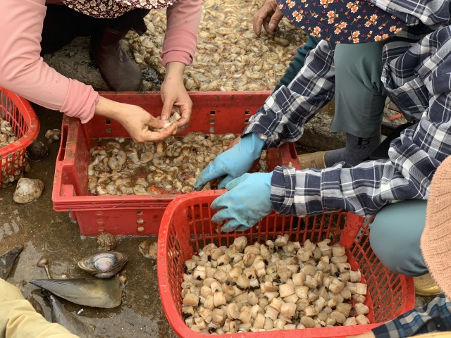 Mùa sò mai, chỉ đánh bắt gần ngư dân cũng kiếm tiền triệu mỗi ngày - 11 Mùa sò mai, chỉ đánh bắt gần ngư dân cũng kiếm tiền triệu mỗi ngày - 11