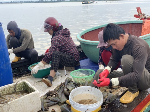 Mùa sò mai, chỉ đánh bắt gần ngư dân cũng kiếm tiền triệu mỗi ngày - 7 Mùa sò mai, chỉ đánh bắt gần ngư dân cũng kiếm tiền triệu mỗi ngày - 7