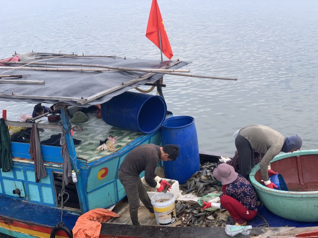 Mùa sò mai, chỉ đánh bắt gần ngư dân cũng kiếm tiền triệu mỗi ngày - 1 Mùa sò mai, chỉ đánh bắt gần ngư dân cũng kiếm tiền triệu mỗi ngày - 1