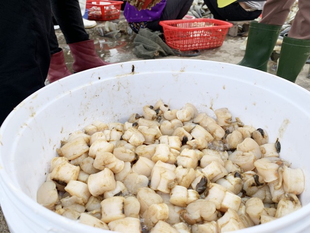 Mùa sò mai, chỉ đánh bắt gần ngư dân cũng kiếm tiền triệu mỗi ngày - 12 Mùa sò mai, chỉ đánh bắt gần ngư dân cũng kiếm tiền triệu mỗi ngày - 12