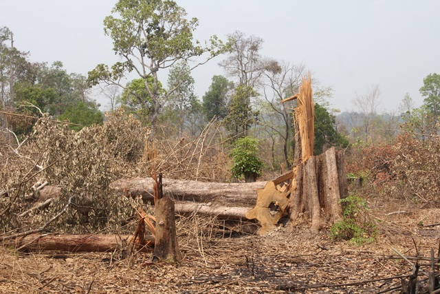Để “mất” hàng trăm héc ta rừng, 2 trưởng ban quản lý bị khởi tố - 1