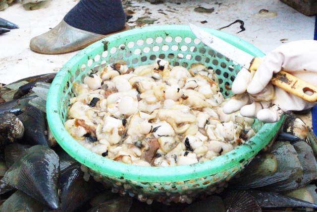 Mùa sò mai, chỉ đánh bắt gần ngư dân cũng kiếm tiền triệu mỗi ngày - 10 Mùa sò mai, chỉ đánh bắt gần ngư dân cũng kiếm tiền triệu mỗi ngày - 10