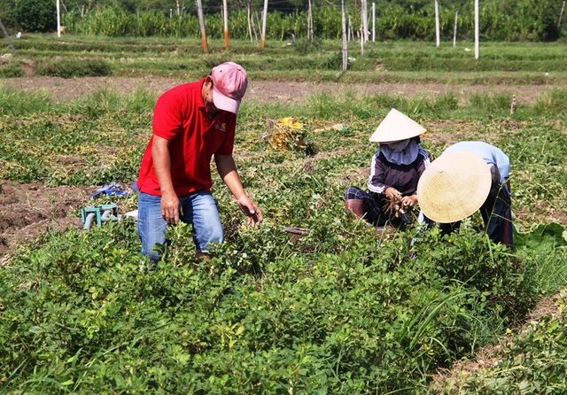 Nông dân thu về trên 6 triệu đồng/sào nhờ... làm bạn với cây đậu phộng - 2 Nông dân thu về trên 6 triệu đồng/sào nhờ... làm bạn với cây đậu phộng - 2
