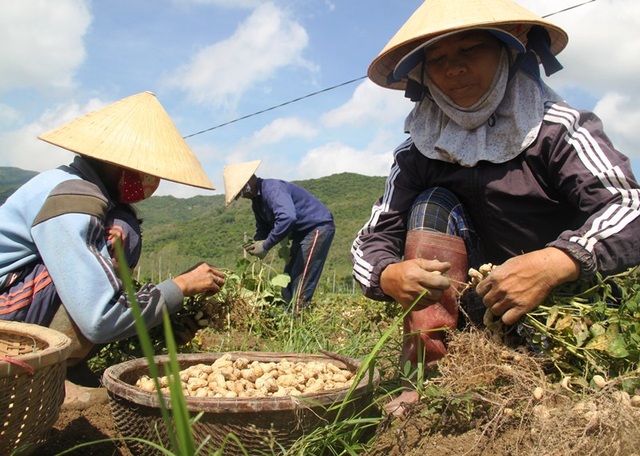 Nông dân thu về trên 6 triệu đồng/sào nhờ... làm bạn với cây đậu phộng - 3 Nông dân thu về trên 6 triệu đồng/sào nhờ... làm bạn với cây đậu phộng - 3