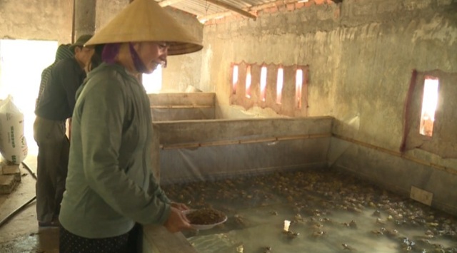 Nuôi ếch “một vốn bốn lời”, dân chài thu hàng trăm triệu đồng mỗi năm - 5 Nuôi ếch “một vốn bốn lời”, dân chài thu hàng trăm triệu đồng mỗi năm - 5