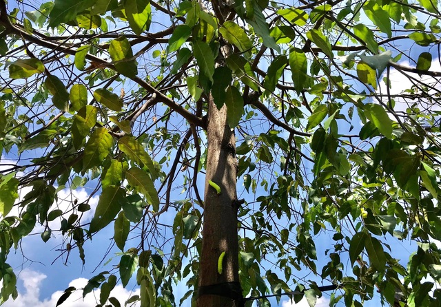 Hàng nghìn con sâu lạ ăn trụi lá cây bên đường - 1 Hàng nghìn con sâu lạ ăn trụi lá cây bên đường - 1