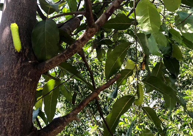 Hàng nghìn con sâu lạ ăn trụi lá cây bên đường - 3 Hàng nghìn con sâu lạ ăn trụi lá cây bên đường - 3