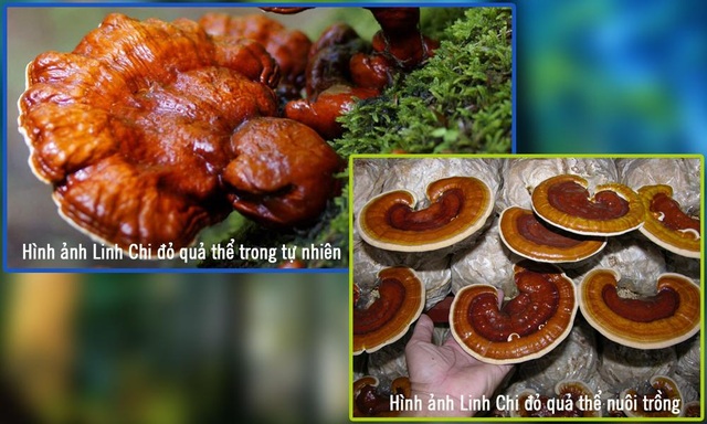 Tác dụng sức khỏe ít người biết của nấm Linh Chi đỏ hệ sợi - 1 Tác dụng sức khỏe ít người biết của nấm Linh Chi đỏ hệ sợi - 1