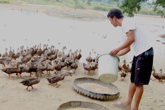 Đôi vợ chồng bỏ phố về quê, làm giàu từ đàn vịt trời - 1 Đôi vợ chồng bỏ phố về quê, làm giàu từ đàn vịt trời - 1