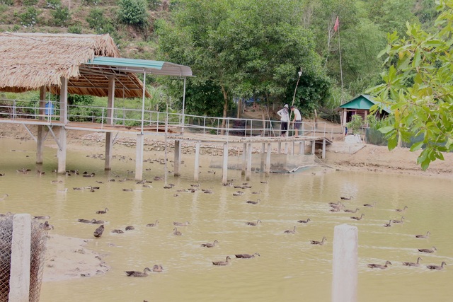 Đôi vợ chồng bỏ phố về quê, làm giàu từ đàn vịt trời - 6 Đôi vợ chồng bỏ phố về quê, làm giàu từ đàn vịt trời - 6