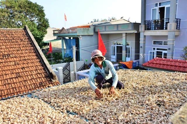 Quảng Ngãi: Dù giá tỏi xuống cực thấp, đảo Lý Sơn vẫn tồn trên 1.500 tấn - 1 Quảng Ngãi: Dù giá tỏi xuống cực thấp, đảo Lý Sơn vẫn tồn trên 1.500 tấn - 1