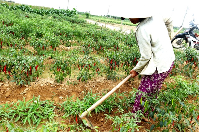 Quảng Nam: Gần 2.500 hộ nghèo đăng ký thoát nghèo bền vững - 2 Quảng Nam: Gần 2.500 hộ nghèo đăng ký thoát nghèo bền vững - 2