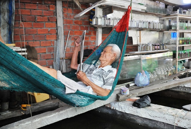 Cụ ông 83 tuổi gắn bó với nghề nuôi cá cảnh từ 6 cặp cá thia lia - 5 Cụ ông 83 tuổi gắn bó với nghề nuôi cá cảnh từ 6 cặp cá thia lia - 5