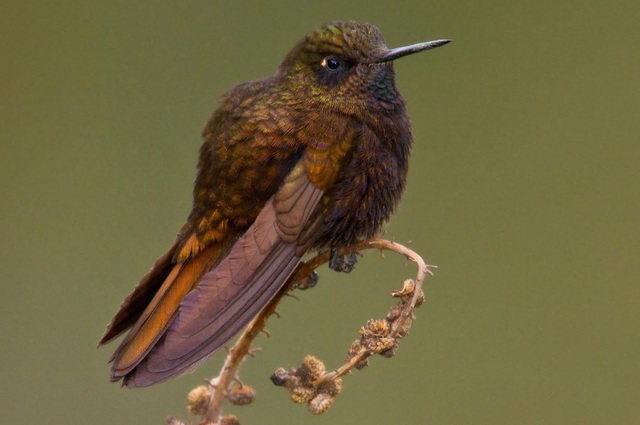 Chim ruồi tự “đông cứng” để tồn tại trên dãy Andes - 1