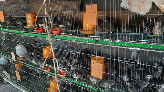 Quả trĩu cành, gà đẻ trứng trên sân thượng của bà chủ nhà trọ Sài Gòn - 12 Quả trĩu cành, gà đẻ trứng trên sân thượng của bà chủ nhà trọ Sài Gòn - 12
