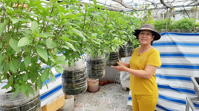 Quả trĩu cành, gà đẻ trứng trên sân thượng của bà chủ nhà trọ Sài Gòn - 2 Quả trĩu cành, gà đẻ trứng trên sân thượng của bà chủ nhà trọ Sài Gòn - 2