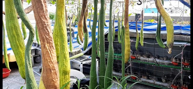 Quả trĩu cành, gà đẻ trứng trên sân thượng của bà chủ nhà trọ Sài Gòn - 7 Quả trĩu cành, gà đẻ trứng trên sân thượng của bà chủ nhà trọ Sài Gòn - 7