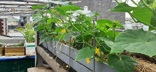 Quả trĩu cành, gà đẻ trứng trên sân thượng của bà chủ nhà trọ Sài Gòn - 8 Quả trĩu cành, gà đẻ trứng trên sân thượng của bà chủ nhà trọ Sài Gòn - 8