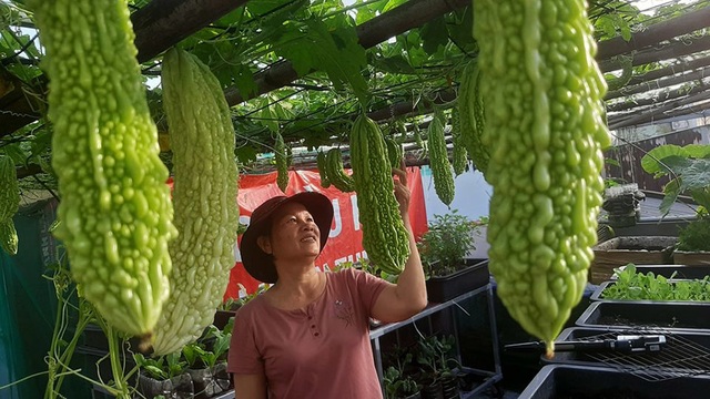 Quả trĩu cành, gà đẻ trứng trên sân thượng của bà chủ nhà trọ Sài Gòn - 9 Quả trĩu cành, gà đẻ trứng trên sân thượng của bà chủ nhà trọ Sài Gòn - 9