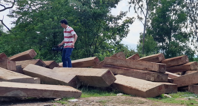 Thêm thủ đoạn phá rừng tại Phú Yên: Dùng cả đàn trâu kéo gỗ đi tiêu thụ! - 2 Thêm thủ đoạn phá rừng tại Phú Yên: Dùng cả đàn trâu kéo gỗ đi tiêu thụ! - 2