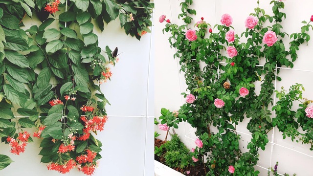 Biệt thự nhà vườn ngập tràn các loại hoa của gia đình ở Bình Dương - 13 Biệt thự nhà vườn ngập tràn các loại hoa của gia đình ở Bình Dương - 13