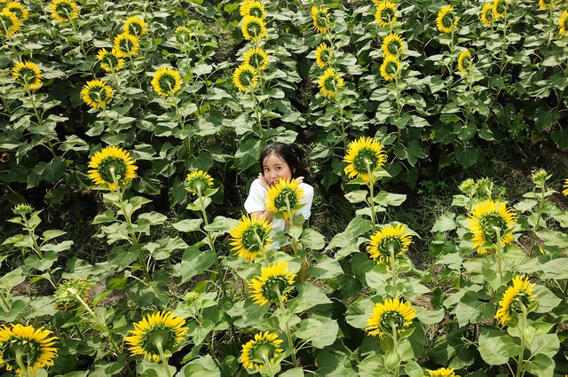 Vườn hoa hướng dương.jpg Vườn hoa hướng dương.jpg