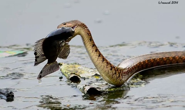 Cá trê lơ lửng trên không trong cuộc chiến giành bữa ăn của hai con rắn - 3