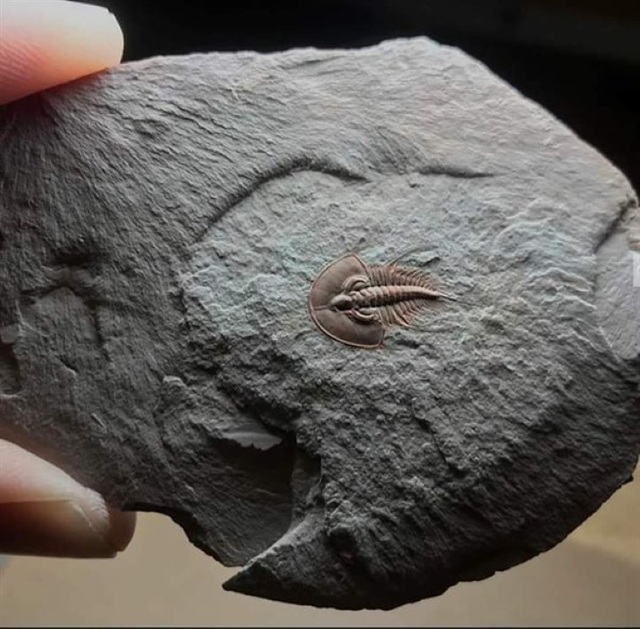 Những hóa thạch được bảo quản tốt nhất của các sinh vật bí ẩn cổ xưa - 9