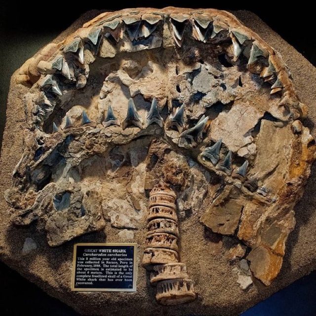 Những hóa thạch được bảo quản tốt nhất của các sinh vật bí ẩn cổ xưa - 12