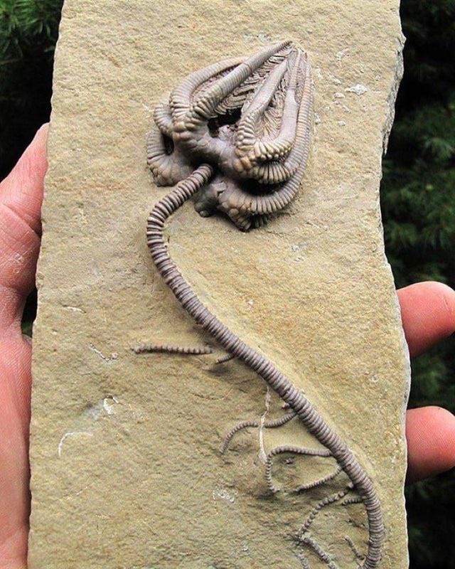 Những hóa thạch được bảo quản tốt nhất của các sinh vật bí ẩn cổ xưa - 14