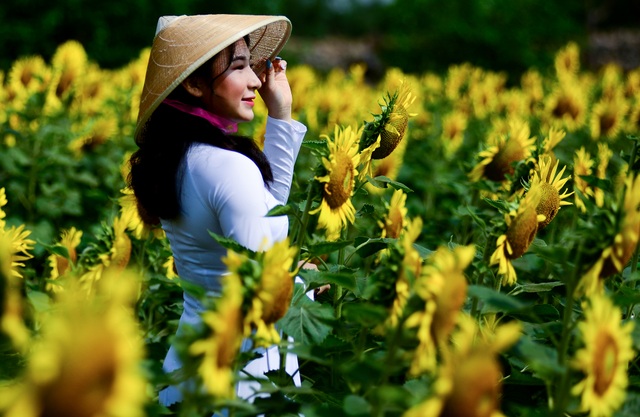 Vườn hoa hướng dương.jpg Vườn hoa hướng dương.jpg