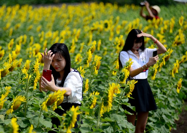 Vườn hoa hướng dương.jpg Vườn hoa hướng dương.jpg