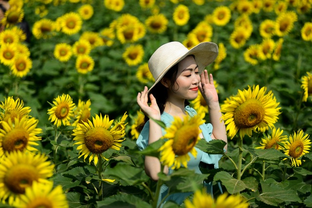 Vườn hoa hướng dương.jpg Vườn hoa hướng dương.jpg