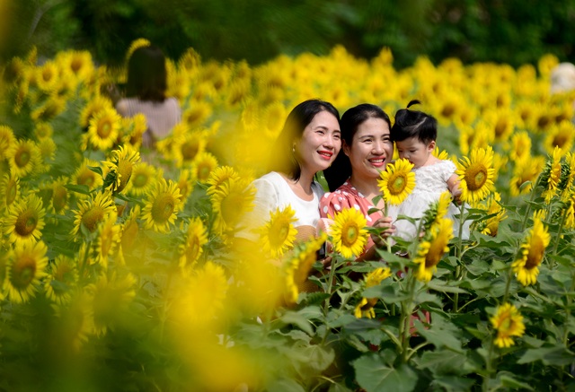 Vườn hoa hướng dương.jpg Vườn hoa hướng dương.jpg