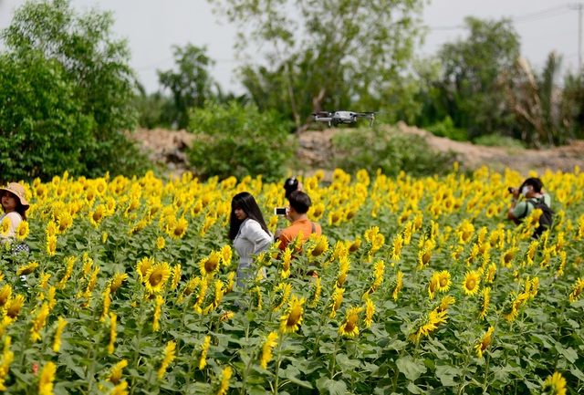 Vườn hoa hướng dương.jpg Vườn hoa hướng dương.jpg