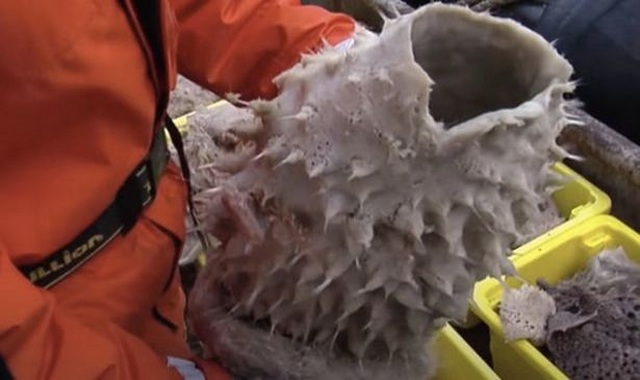Phát hiện những sinh vật biển như người ngoài hành tinh ở Nam cực - 3