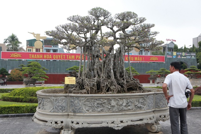 Ngắm dàn “siêu cây” hàng triệu USD của đại gia xứ Thanh - 4 Ngắm dàn “siêu cây” hàng triệu USD của đại gia xứ Thanh - 4