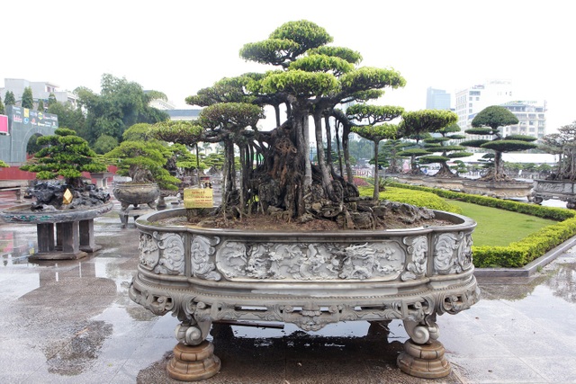 Ngắm dàn “siêu cây” hàng triệu USD của đại gia xứ Thanh - 5 Ngắm dàn “siêu cây” hàng triệu USD của đại gia xứ Thanh - 5