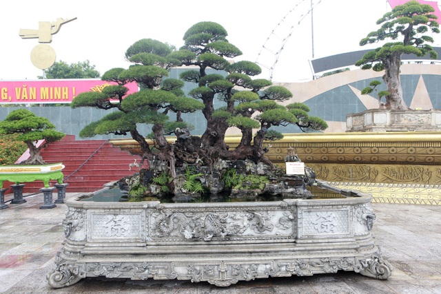 Ngắm dàn “siêu cây” hàng triệu USD của đại gia xứ Thanh - 6 Ngắm dàn “siêu cây” hàng triệu USD của đại gia xứ Thanh - 6