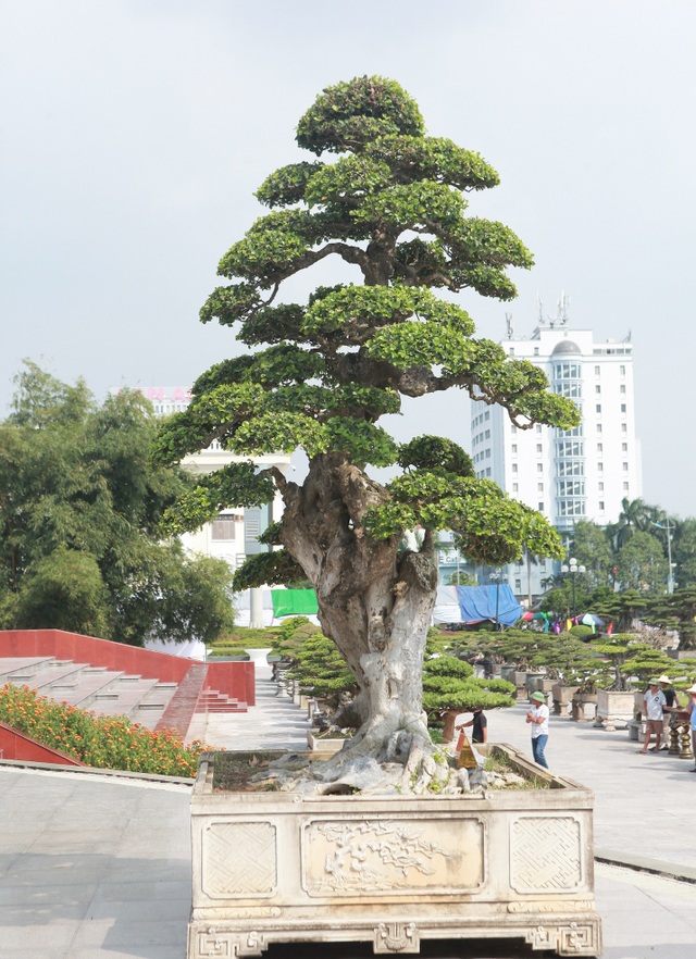 Ngắm dàn “siêu cây” hàng triệu USD của đại gia xứ Thanh - 8 Ngắm dàn “siêu cây” hàng triệu USD của đại gia xứ Thanh - 8